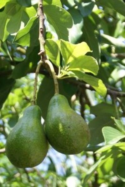 Avocado-Fruit-Farming1